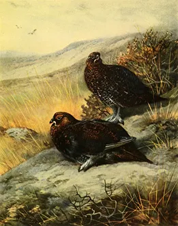 Fisher Prints: Red Grouse, 1908, (1942). Creator: Archibald Thorburn