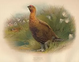 Charles Whymper Gallery: Red Grouse (Lagopus scoticus), 1900, (1900). Artist: Charles Whymper