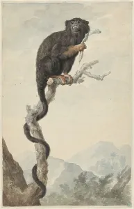 Habitat Prints: A Red-handed Tamarin, 1776. Creator: Jacobus Perkois
