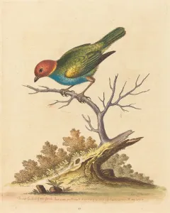 G Edwards Prints: The Red-Headed Finch from Surinam, 1741. Creator: George Edwards
