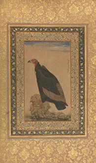 Red-Headed Vulture, Folio from the Shah Jahan Album, recto and verso: early 19th century
