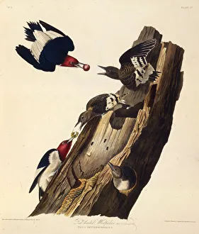 Audubon Prints: The red-headed woodpecker. From The Birds of America, 1827-1838. Creator: Audubon