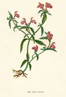 Society Promoting Christian Knowledge Prints: Red Hemp Nettle, c1891, (1891). Artist: Anne Pratt