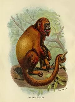 Lloyds Natural History Gallery: The Red Howler, 1896. Artist: Henry Ogg Forbes