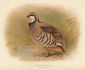 Charles Dixon Prints: Red-Legged Partridge (Caccabus rufa), 1900, (1900). Artist: Charles Whymper