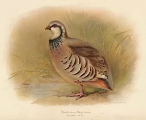 Charles Whymper Gallery: Red-Legged Partridge (Caccabus rufa), 1900, (1900). Artist: Charles Whymper