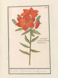 Deck Paint Prints: Red lily (Lilium), 1596-1610. Creators: Anselmus de Boodt, Elias Verhulst