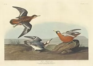 Wading Bird Gallery: Red Phalarope, 1835. Creator: Robert Havell