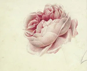 Petals Prints: Red Rose, 1792-1861. Creator: Georgius Jacobus Johannes van Os