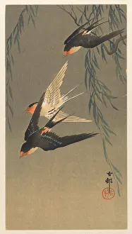 Landscapeanimals And Birds Prints: Three red-rumped swallows in a dive, 1920-1930. Creator: Ohara, Koson (1877-1945)