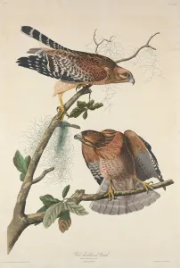 Hawk Prints: Red-shouldered Hawk, 1829. Creator: Robert Havell