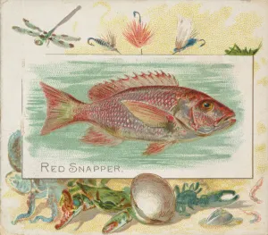Aquatic Prints: Red Snapper, from Fish from American Waters series (N39) for Allen &amp