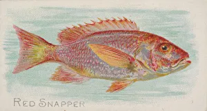 Lindner Eddy Claus Prints: Red Snapper, from the Fish from American Waters series (N8) for Allen &amp