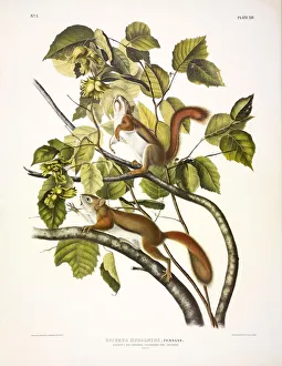 John James Audubon 1785 1851 Prints: Red Squirrel, Sciurus Hudsonius, 1845