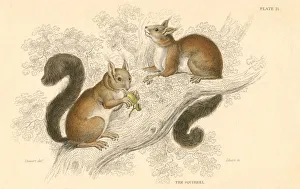 Squirrel Prints: Red squirrel (Sciurus vulgaris), tree-living rodent native to Europe and Asia, 1828