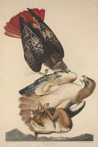 Hawk Prints: Red Tailed Hawk, 1829. Creator: Robert Havell