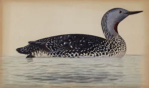 Diver Prints: Red-Throated Diver, 1820-1868. Creator: Magnus von Wright