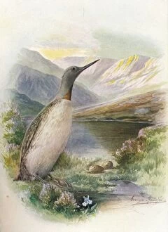 Wr Chambers Gallery: Red-Throated Diver - Colym bus septen triona lis, c1910, (1910). Artist: George James Rankin