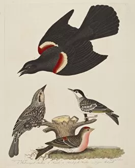 Alexander I Wilson Gallery: Red-winged Starling, Female Red-winged Starling, Black-poll Warbler, and Lesser... pub