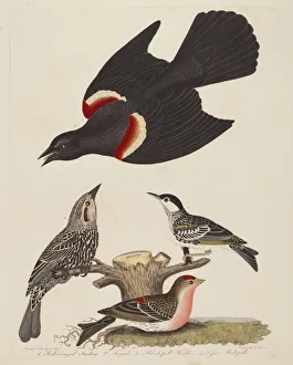 Alexander I Wilson Gallery: Red-winged Starling, Female Red-winged Starling, Black-poll Warbler, and Lesser... pub
