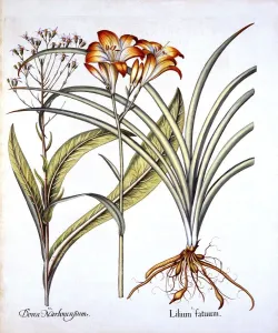 German School 17th Century Prints: Red-Yellow Day Lily and Groundsel