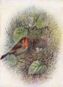 Redbreast or Robin - Erith acus rubec ula, c1910, (1910). Artist: George James Rankin