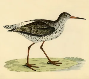 Cautious Prints: Redshank, late 19th century. Creator: Unknown