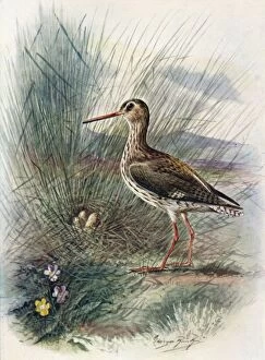 Birds And Their Nests Collection: Redshank - To tanus cal idris, c1910, (1910). Artist: George James Rankin