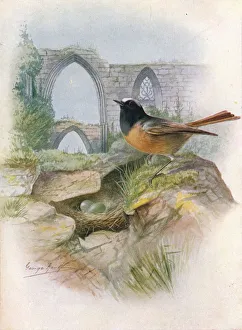 Hidden Prints: Redstart - Ruticil la phoenicu rus, c1910, (1910). Artist: George James Rankin