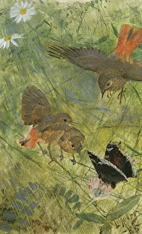 Bruno Anders Liljefors Prints: Redstarts and Butterflies. Five studies in one frame