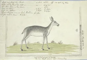 Watercolor Paint Prints: Redunca arundinum (Southern reedbuck), 1777-1786. Creator: Robert Jacob Gordon