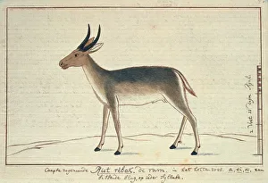 Watercolor Paint Prints: Redunca arundinum (Southern reedbuck; male), 1777-1786. Creator: Robert Jacob Gordon