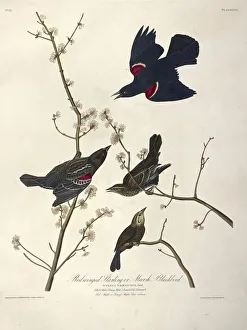 Redwinged Starling or Marsh Blackbird, Icterus Phoeniceus, 1845 Redwinged Starling or Marsh Blackbird, Icterus Phoeniceus, 1845