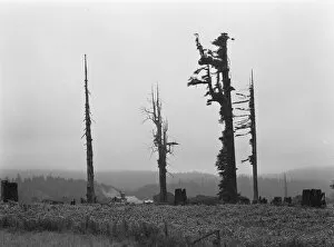 Corn Collection: Redwood trees and stumps on redwood highway, Scotia, Humboldt County, California, 1939