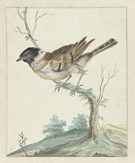 Jan Weenix Prints: Reed bunting (?), 1650-1719. Creator: Jan Weenix