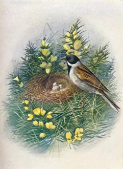 W Chambers Prints: Reed Bunting - Embri za schoe niclus, c1910, (1910). Artist: George James Rankin