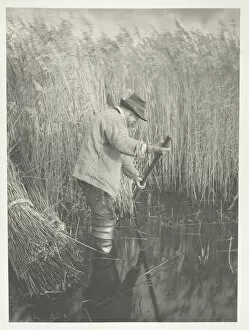 Scythe Gallery: A Reed-Cutter at Work, 1886. Creator: Peter Henry Emerson