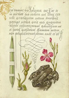 Trompe Loeil Prints: Reed Grass, French Rose, Toad, and Gillyflower