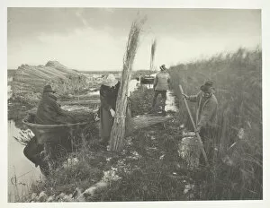 Reed Gallery: During the Reed Harvest, 1886. Creator: Peter Henry Emerson