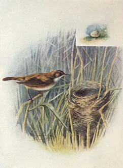Arthur Landsborough Prints: Reed-Warbler - Acroceph alus strep erus, c1910, (1910). Artist: George James Rankin