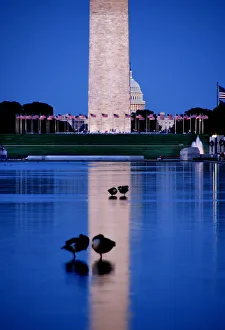 Reflected Collection: Reflecting Pool. Creator: Viet Chu