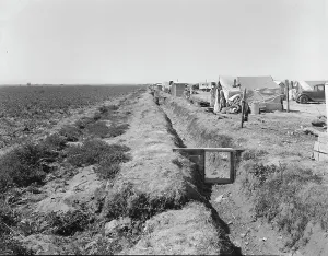 Irrigation Prints: Refugees camped by the roadside beside an irrigated pea field
