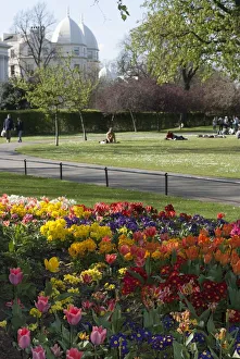 Tulip Prints: Regents Park, 2009. Creator: Ethel Davies