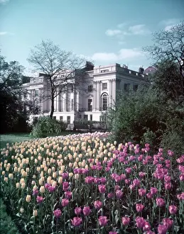 Tulipa Prints: Regent's Park, London, c1955