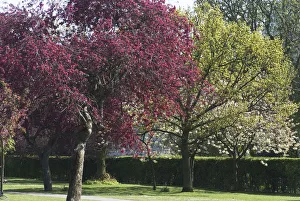 Blossoming Prints: Regents Park - Spring blossoming trees in Regents Park, London, NW1, England. Creator