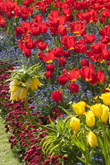 Regents Park - Springtime floral displays in Regents Park, London, NW1. England