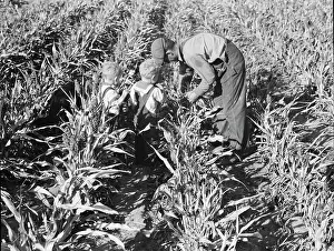 Crop Prints: Formerly rehabilitation client harvesting milo maize
