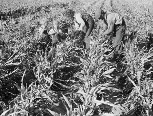 Crop Prints: Formerly rehabilitation client harvesting milo maize
