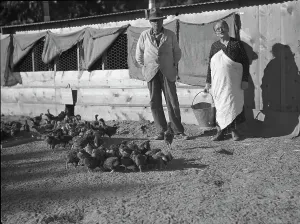 Hens Prints: Rehabilitation clients, five miles outside Phoenix, Arizona, 1935. Creator: Dorothea Lange