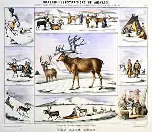 Reindeer Prints: The Rein Deer, c1850. Artist: Benjamin Waterhouse Hawkins
